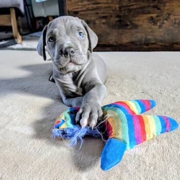 Cane Corso and Mixed Breed Dogs Available for Adoption in Los Angeles, California - Yucatan | PetCurious