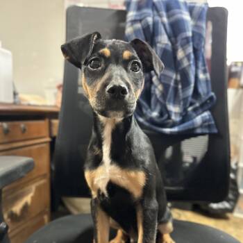 Rescue Terrier Dogs for Adoption in Columbia, South Carolina - Trick | PetCurious