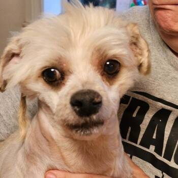 Annie/Flower -  Miniature Poodle and Mixed Breed Dog Available for Adoption in Sonoma, California - Annie/Flower | PetCurious