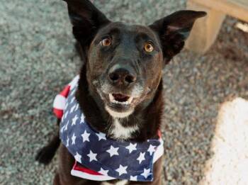 Rescue Black Labrador Retriever Dogs for Adoption in Cincinnati, Ohio - Samara | PetCurious