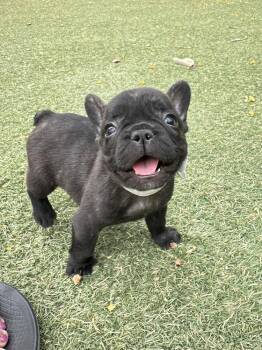 Ryder -  French Bulldog Dog for Adoption in Ventura, California - Ryder | PetCurious
