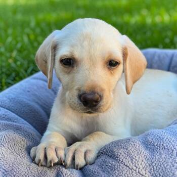 Huckleberry Finn Pup - Sid -  Labrador Retriever Dog for Adoption in San Diego, California - Huckleberry Finn Pup - Sid | PetCurious