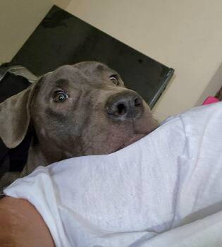 Linc -  Yellow Labrador Retriever Dog for Adoption in Gun Barrel City, Texas - Linc | PetCurious