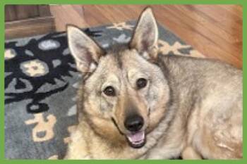 Juno -  Jindo and Siberian Husky Dog for Adoption in Amherst, Massachusetts - Juno | PetCurious