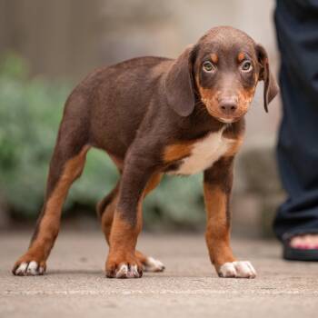 Bowie -  Doberman Pinscher Dog for Adoption in Chester Springs, Pennsylvania - Bowie | PetCurious