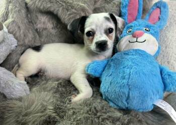 Joyce -  Chihuahua Dog for Adoption in Lucas, Texas - Joyce | PetCurious