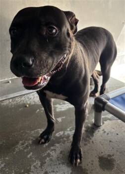A886239 -  Pit Bull Terrier Dog for Adoption in Camarillo, California - A886239 | PetCurious
