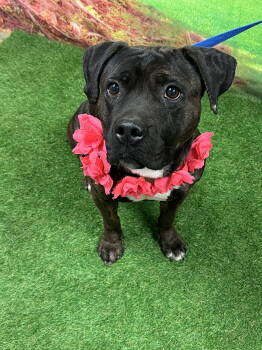 Rescue Terrier Dogs for Adoption in Euless, Texas - Minnie | PetCurious