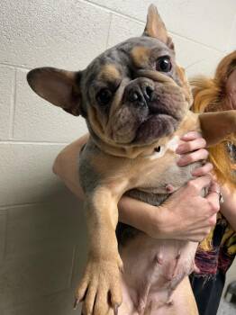French Bulldog Dogs Available for Adoption in Newnan, Georgia - Lilac | PetCurious