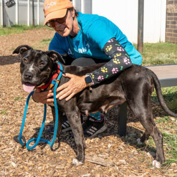 Rescue Mixed Breed Dogs for Adoption in Chamblee, Georgia - Anita- IN FOSTER | PetCurious