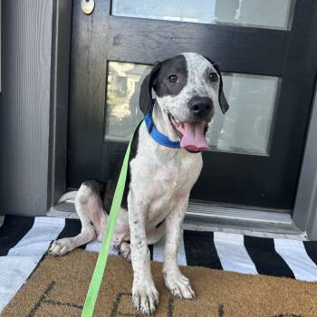 Buccee -  Pointer and Labrador Retriever Dog for Adoption in Oak Ridge North, Texas - Buccee | PetCurious