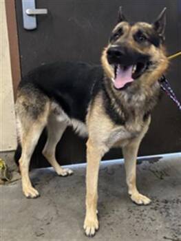 A886817 -  German Shepherd Dog Dog for Adoption in Camarillo, California - A886817 | PetCurious