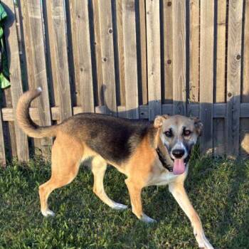 Mira -  German Shepherd Dog and Boxer Dog for Adoption in Edmond, Oklahoma - Mira | PetCurious