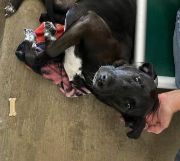 Luna -  Labrador Retriever and Mixed Breed Dog for Adoption in Virginia, Minnesota - Luna | PetCurious