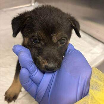 Husky and Shepherd Dogs Available for Adoption in Bastrop, Texas - Hillary 26-05-122 | PetCurious