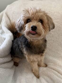 Yorkie Poo Dogs Available for Adoption in Orland Park, Illinois - Trixie | PetCurious