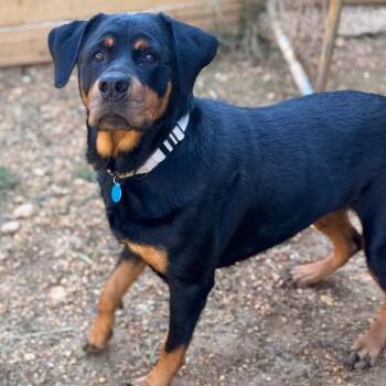 Snickerdoodle -  Rottweiler and Mixed Breed Dog for Adoption in Fredericksburg, Virginia - Snickerdoodle | PetCurious