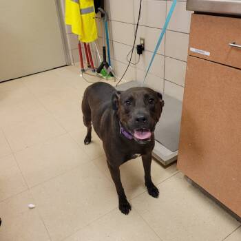 Rescue Pit Bull Terrier and Mixed Breed Dogs for Adoption in Bossier City, Louisiana - Jazzy | PetCurious