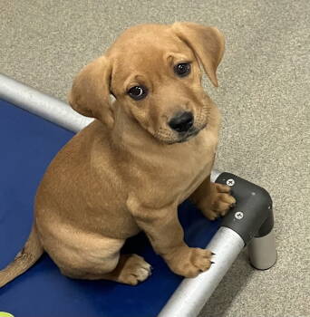 Rescue Labrador Retriever Dogs for Adoption in Sterling, Massachusetts - Hex 13 Weeks ( Avail 11/26) | PetCurious