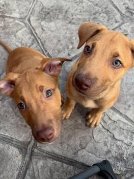 Cosmic Litter -  Shepherd Dog for Adoption in Detroit, Michigan - Cosmic Litter | PetCurious
