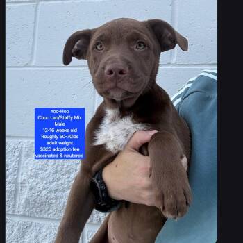 Chocolate Labrador Retriever and Staffordshire Bull Terrier Dogs Available for Adoption in Oviedo, Florida - Yoo-Hoo | PetCurious