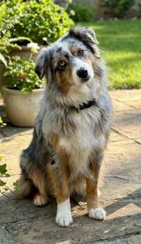 **BEYA** -  Australian Shepherd Dog for Adoption in North Prairie, Wisconsin - **BEYA** | PetCurious