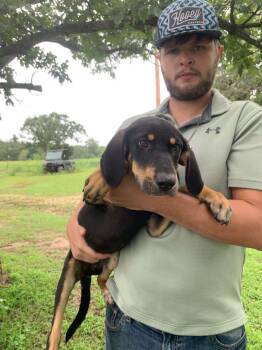 Pat Benatar -  English Coonhound and Labrador Retriever Dog for Adoption in Tulsa, Oklahoma - Pat Benatar | PetCurious