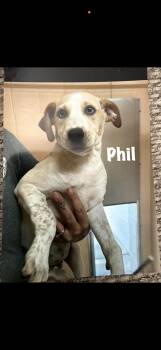 Phil -  Australian Cattle Dog Blue Heeler Dog for Adoption in Seaside Heights, New Jersey - Phil | PetCurious