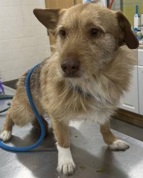 TANKE -  Golden Retriever and Irish Terrier Dog Available for Adoption - TANKE | PetCurious