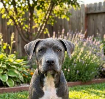 Ella -  Staffordshire Bull Terrier and Shepherd Dog for Adoption in St. Augustine, Florida - Ella | PetCurious