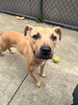 Poppyseed -  Pit Bull Terrier Dog for Adoption in Crete, Illinois - Poppyseed | PetCurious