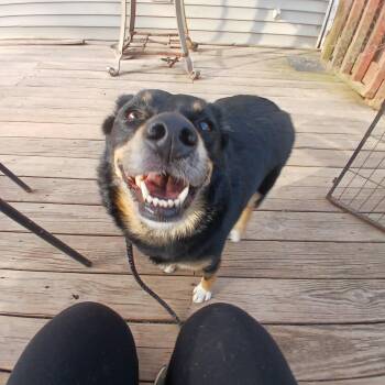 Australian Shepherd Dogs Available for Adoption in Saugerties, New York - Daisy Mae  | PetCurious