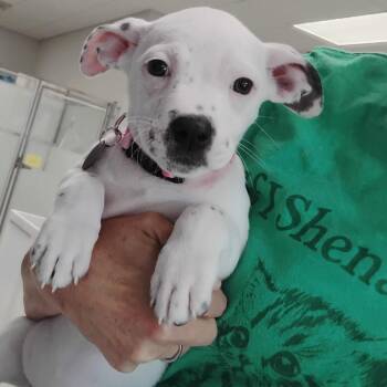 Lulu -  Mixed Breed Dog for Adoption in Greensboro, Georgia - Lulu | PetCurious