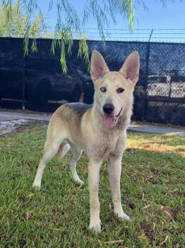 MISHA -  Siberian Husky and German Shepherd Dog Dog for Adoption in Sugar Land, Texas - MISHA | PetCurious