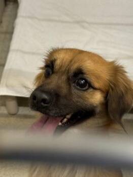 Massimo -  Pomeranian and Mixed Breed Dog for Adoption in Honolulu, Hawaii - Massimo | PetCurious