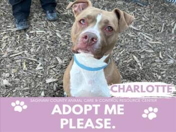 Rescue Pit Bull Terrier and Mixed Breed Dogs for Adoption in Saginaw, Michigan - CHARLOTTE | PetCurious