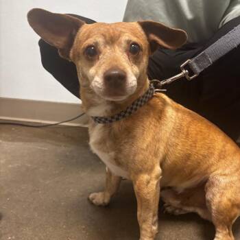 Luke -  Chihuahua and Mixed Breed Dog for Adoption in Tulsa, Oklahoma - Luke | PetCurious