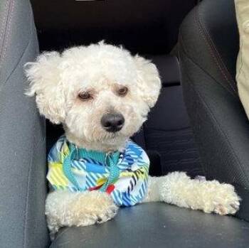 Benji -  Bichon Frise Dog for Adoption in East Greenwich Township, New Jersey - Benji | PetCurious