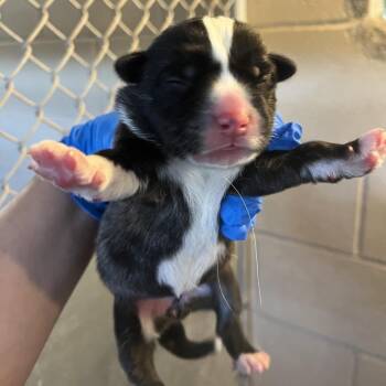 Husky Dogs Available for Adoption - Moody 4 | PetCurious