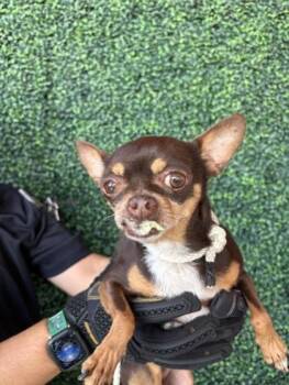 61630060 -  Mixed Breed Dog for Adoption in El Paso, Texas - 61630060 | PetCurious