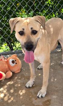Lexi -  Anatolian Shepherd Dog for Adoption in Canyon Lake, Texas - Lexi | PetCurious