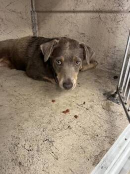 Australian Shepherd and Mixed Breed Dogs Available for Adoption in Gainesville, Florida - Lulu Lemon | PetCurious