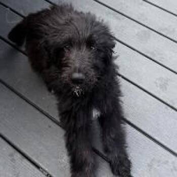 Labradoodle Dogs Available for Adoption in Monticello, New York - Checkers | PetCurious