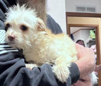 Cairn Terrier and Wirehaired Terrier Dogs Available for Adoption in Thompson Falls, Montana - Maisie | PetCurious