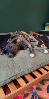 Sassy -  Siberian Husky Dog for Adoption in Kansas City, Missouri - Sassy | PetCurious