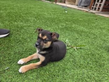Basenji and Australian Shepherd Dogs Available for Adoption - Dodger | PetCurious