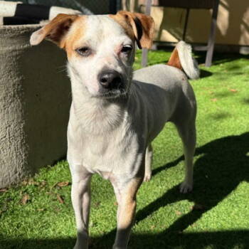 Rescue Terrier Dogs for Adoption in Oakland, California - Diehard | PetCurious