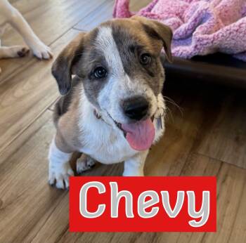 Chevy -  Australian Shepherd Dog for Adoption in Southlake, Texas - Chevy | PetCurious