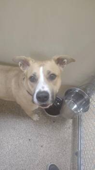 Banshee -  Shepherd Dog for Adoption in Great Bend, Kansas - Banshee | PetCurious