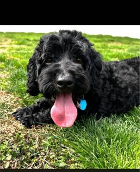 Cockapoo Dogs Available for Adoption in Berwick, Pennsylvania - Cookie Collette | PetCurious